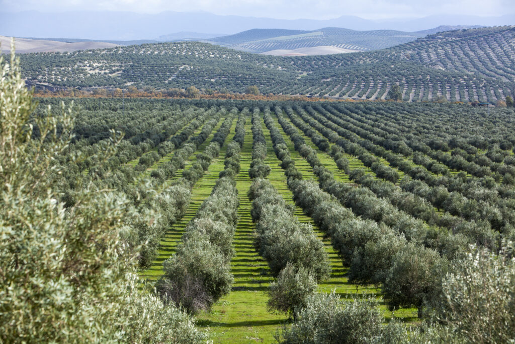 カネナのオリーブオイル畑
